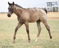 Leos Sassy Fox MA's 2022 Bay Roan Colt